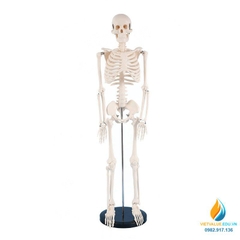Mô hình bộ xương người hoàn chỉnh 85cm, chất liệu PVC cao cấp