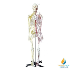 Mô hình bộ xương người hoàn chỉnh và thần kinh 170cm, tỷ lệ 1:1