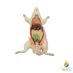 Mô hình giải phẫu nội tạng chuột