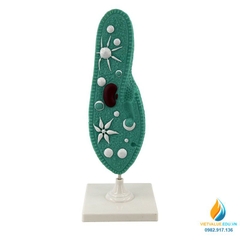 Mô hình Paramecium, mô hình sinh học trùng đế giày