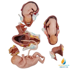 Mô hình giải phẫu phôi thai nữ sinh đủ tháng