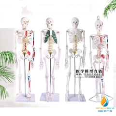 Mô hình bộ xương người 85cm tháo rời
