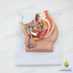 Mô hình giải phẫu hệ thống sinh dục tiết niệu nam giới tháo rời lắp ráp