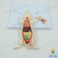 Mô hình giải phẫu nội tạng chuột