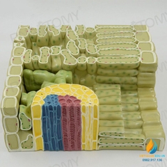 Mô hình giải phẫu cấu trúc lá thực vật, chất liệu nhựa PVC cao cấp