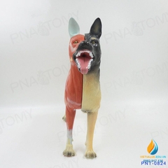 Mô hình giải phẫu cơ quan chó và nội tạng