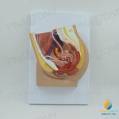 Mô hình giải phẫu vùng chậu, tử cung hệ tiết niệu nữ giới, chất liệu nhựa PVC cao cấp