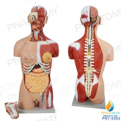 Mô hình giải phẫu nửa người 85cm bán thân