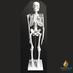 Mô hình bộ xương người 85cm tháo rời