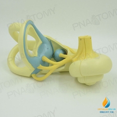 Mô hình giải phẫu khoan tai trong của người, màng nhĩ, dây thần kinh, nhựa PVC cao cấp