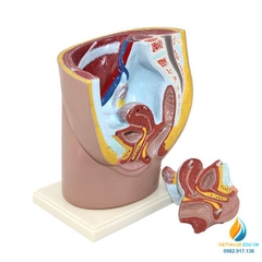 Mô hình giải phẫu kiểu háng nam và kiểu háng nữ