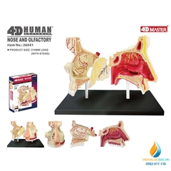 Mô hình giải phẫu khoang mũi, 4D mô hình khoang mũi người