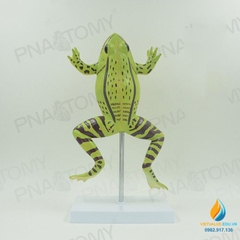 Mô hình giải phẫu cơ quan nội tạng ếch, cóc, cơ quan tháo rời, lắp ráp