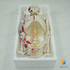 Mô hình bộ xương người tháo rời 85cm, tô màu thần kinh, cột sống