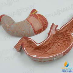 Mô hình giải phẫu Ruột và dạ dày con người, đường tiêu hóa niêm mạc