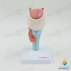 Mô hình giải phẫu Miệng và lưỡi con người, răng cổ họng sụn tuyến giáp lưỡi