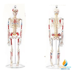 Mô hình bộ xương người 85cm tháo rời