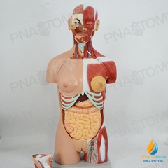 Mô hình giải phẫu nửa người 85cm bán thân
