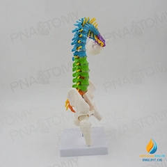 Mô hình giải phẫu cột xương sống uốn cong 45cm, đốt sống trật khớp