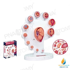 Mô hình giải phẫu phôi thai phát triển, 4D mô hình chu trình thai nhi