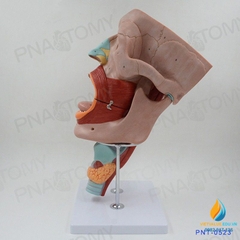 Mô hình giải phẫu Mũi, miệng và khoang họng Đầu và các cơ mặt