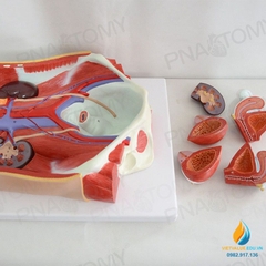 Mô hình giải phẫu tiết niệu của con người Nam và Nữ Bàng quang