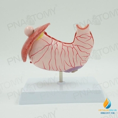 Mô hình giải phẫu cấu trúc dạ dày con người