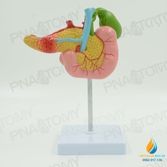 Mô hình giải phẫu tuyến tụy, tá tràng và túi mật, nhựa PVC cao cấp