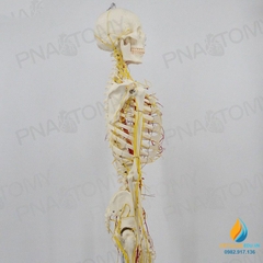 Mô hình bộ xương người hoàn chỉnh và thần kinh 170cm, tỷ lệ 1:1