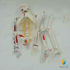Mô hình bộ xương người tháo rời 85cm, tô màu thần kinh, cột sống