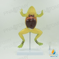Mô hình giải phẫu cơ quan nội tạng ếch, cóc, cơ quan tháo rời, lắp ráp