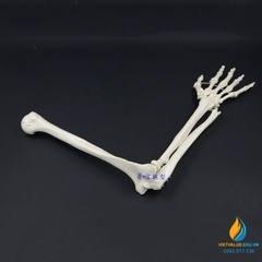 Mô hình xương cánh tay người tỷ lệ 1:1, chất liệu PVC cao cấp