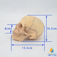 Mô hình giải phẫu hộp sọ người, 4D tháo rời 15 chi tiết, nhựa PVC cao cấp