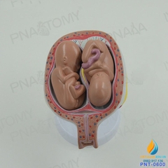 Mô hình giải phẫu phát triển của thai nhi, nhựa PVC cao cấp