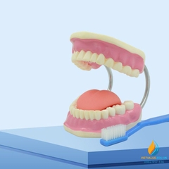 Mô hình giải phẫu khoang miệng người, mô hình hàm răng nha khoa