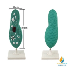 Mô hình Paramecium, mô hình sinh học trùng đế giày