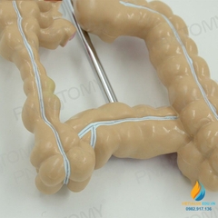 Mô hình giải phẫu ruột già của con người, mô hình ruột già, nhựa PVC cao cấp
