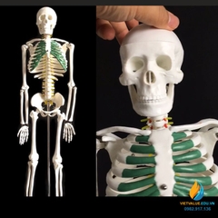 Mô hình bộ xương người 85cm tháo rời