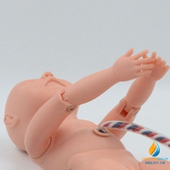 Mô hình giải phẫu nuôi dưỡng dây rốn sơ sinh, tỷ lệ 1:1, nhựa PVC cao cấp