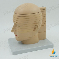 Mô hình chụp cắt lớp cắt ngang não, CTMRI chụp cộng hưởng từ thần kinh học