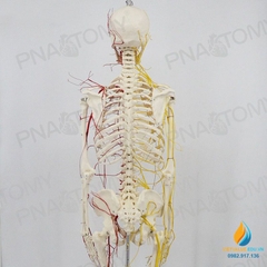 Mô hình bộ xương người hoàn chỉnh và thần kinh 170cm, tỷ lệ 1:1