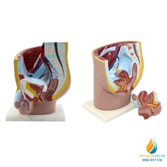 Mô hình giải phẫu kiểu háng nam và kiểu háng nữ