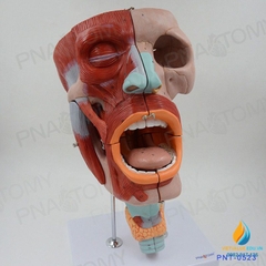 Mô hình giải phẫu Mũi, miệng và khoang họng Đầu và các cơ mặt