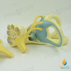 Mô hình giải phẫu khoan tai trong của người, màng nhĩ, dây thần kinh, nhựa PVC cao cấp