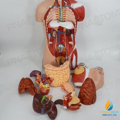 Mô hình giải phẫu nửa người 85cm bán thân