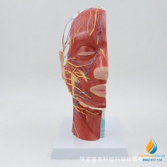 Mô hình giải phẫu dây cơ mặt và mạch máu đầu, tỷ lệ 1:1