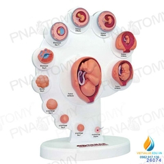 Mô hình giải phẫu phôi thai phát triển, 4D mô hình chu trình thai nhi