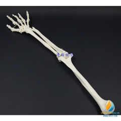 Mô hình xương cánh tay người tỷ lệ 1:1, chất liệu PVC cao cấp