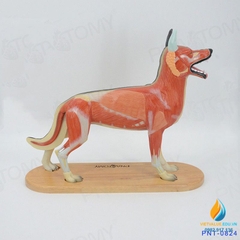 Mô hình giải phẫu cơ quan chó và nội tạng