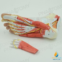 Mô hình giải phẫu cơ bàn chân người, khớp chân, dây thần kinh, nhựa PVC cao cấp